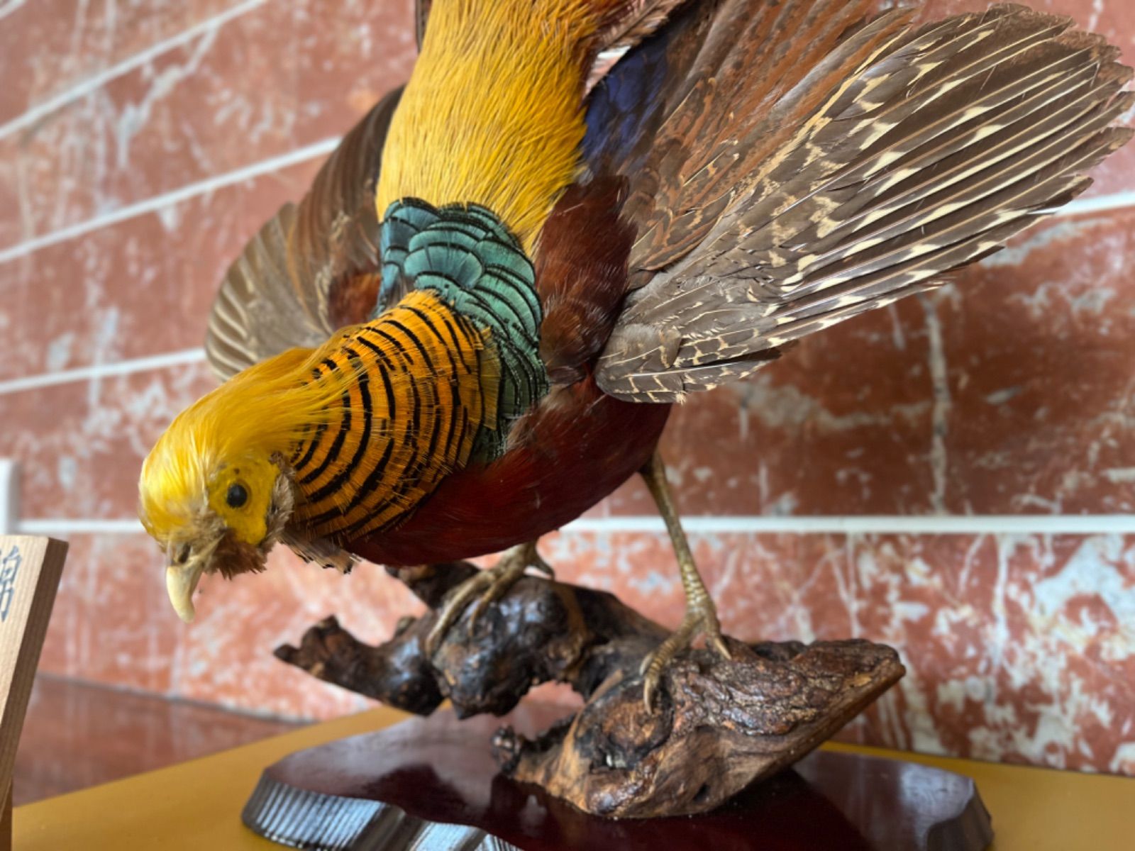 錦鶏鳥 剥製 美品 錦鶏鳥 剥製 インテリア 置物 豪華