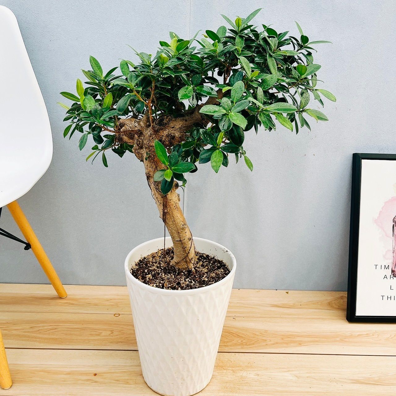 パンダガジュマル 30【現品】☆希少☆ 観葉植物 大型 現品 ガジュマル