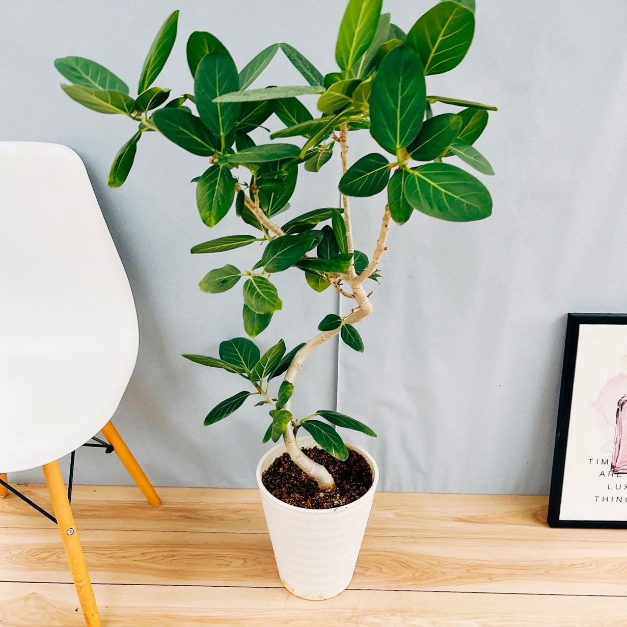 ［現品］50番　フィカスベンガレンシス　曲がり　8号　観葉植物　室内　大型 現品］50番 フィカスベンガレンシス 曲がり 8号 観葉植物 室内 大型