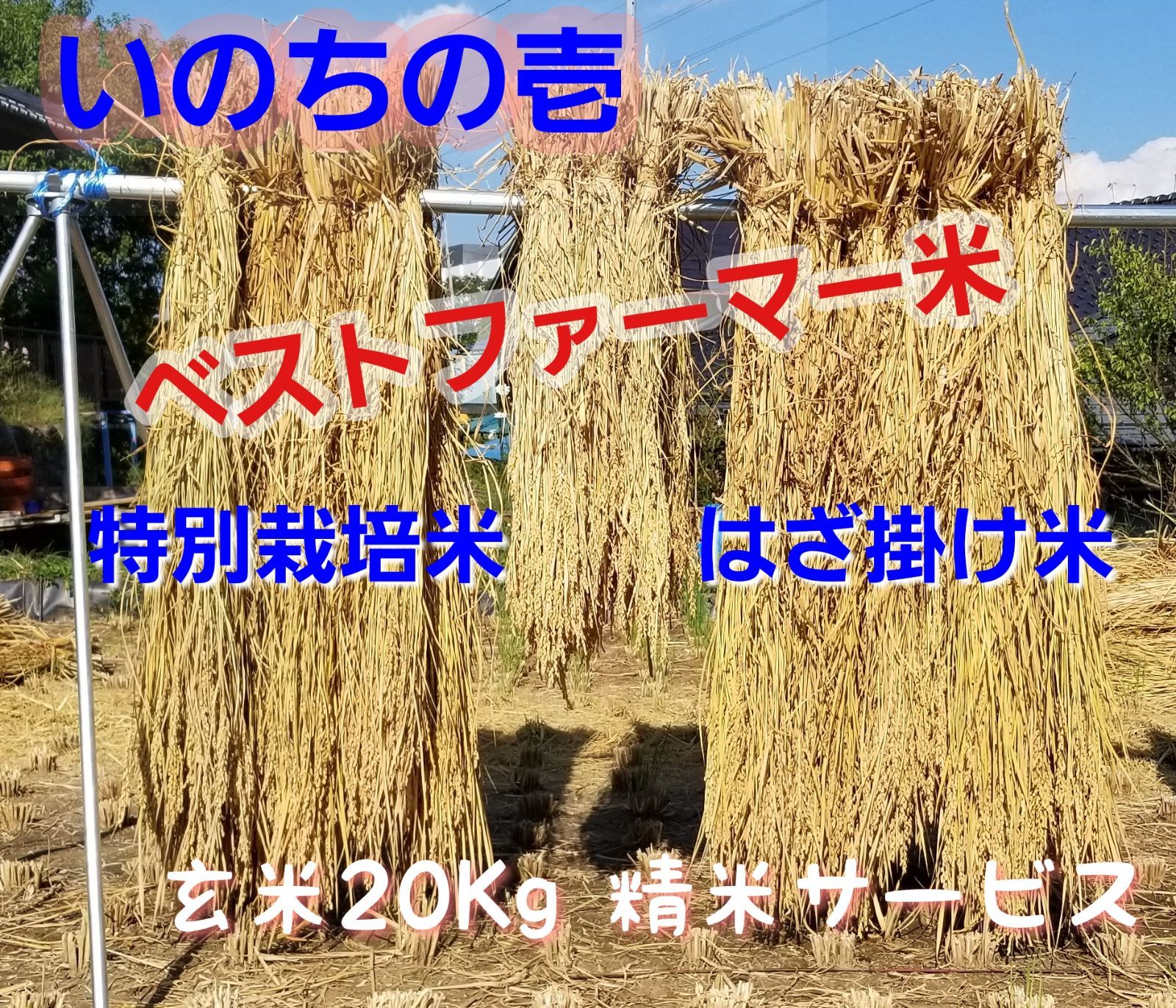 特別栽培米　令和4年長野県産　いのちの壱　はざ掛け米