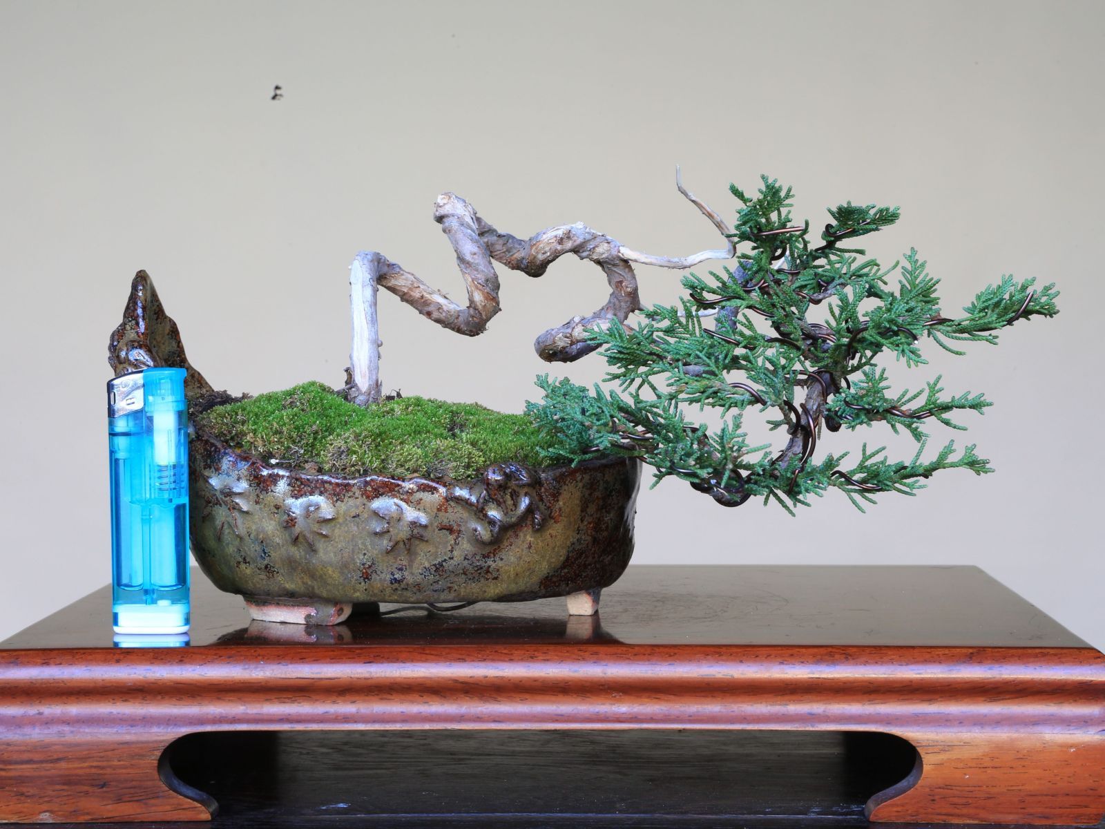 糸魚川真柏 小品盆栽／樹齢5年直送kaz 高級盆栽販売の盆栽.com /