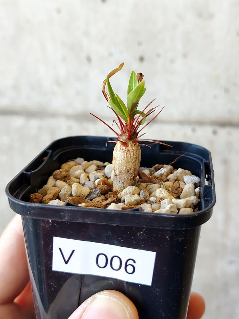 現品限り】フォークイエリア・プルプシー【V6】 Fouquieria 節約