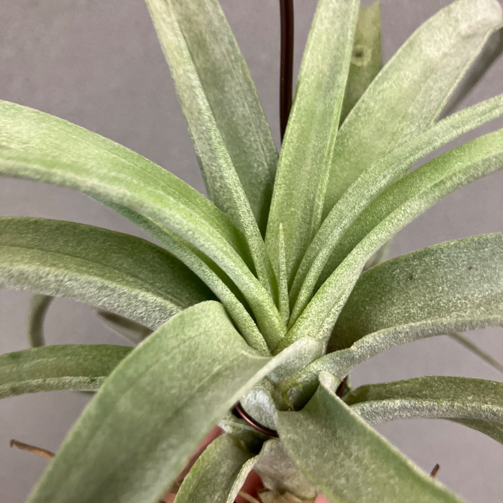 超希少❗️交配種❗️チランジア メアリーZ チアペンシス×ローランド