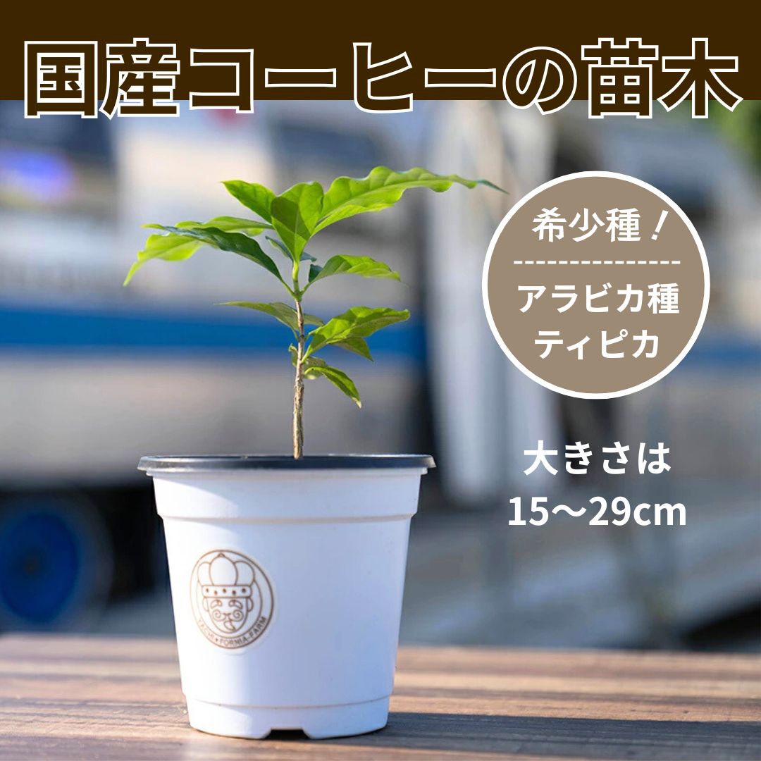 印刷物 私大入試カレンダー 代々木ゼミナール 1993年 学部別偏差値