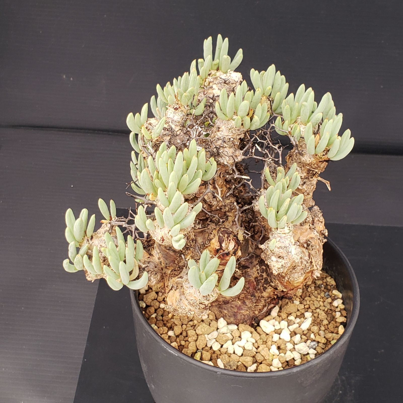 実生塊根！　万物想　チレコドン　多肉植物　塊根植物　レティキュラータス チレコドン万物想の基本情報・育て方｜多肉植物・サボテン図鑑