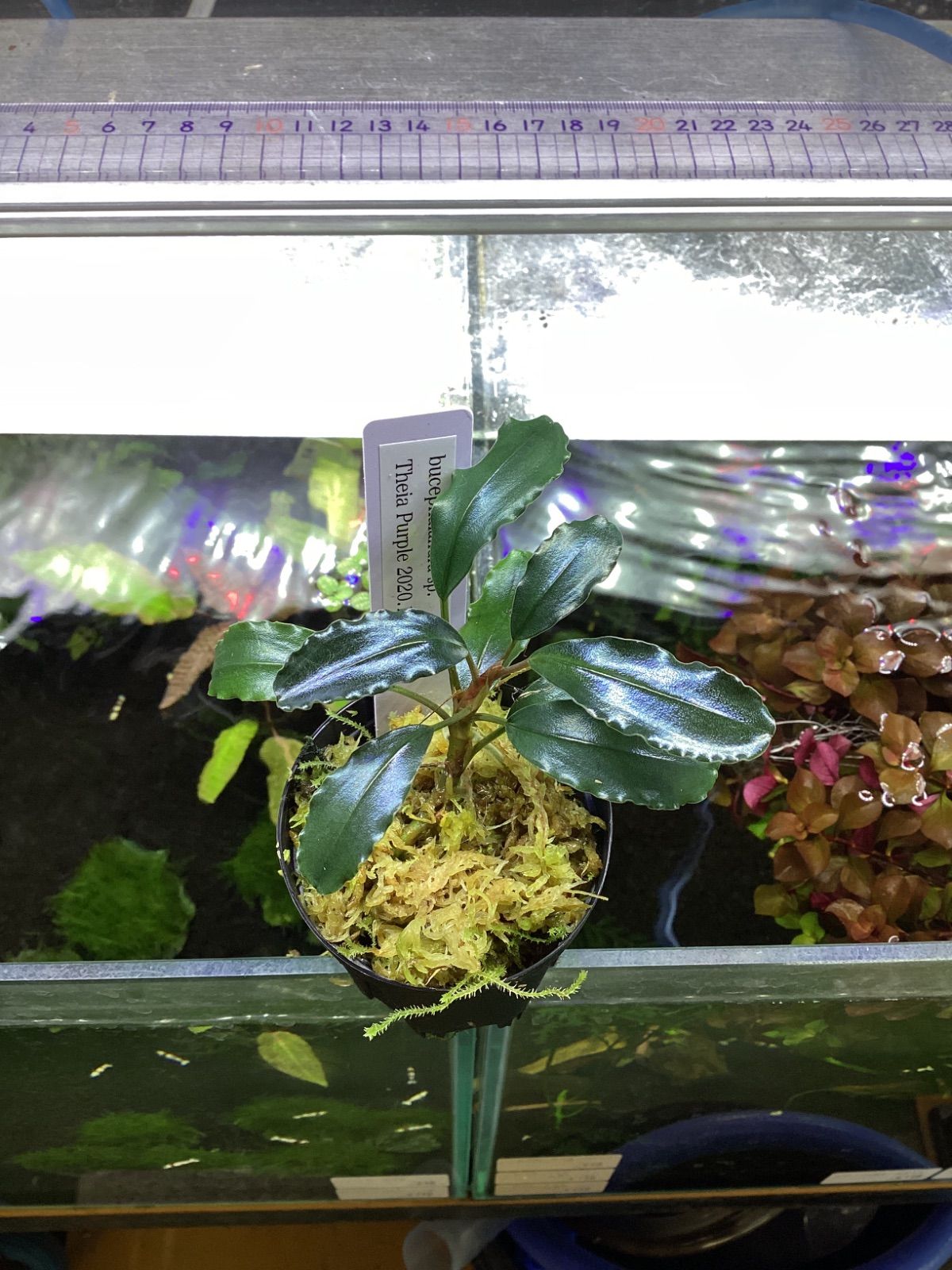 ブセファランドラ sp. ティアパープル JB2020|10 Bucephalandra sp. Theia Purple