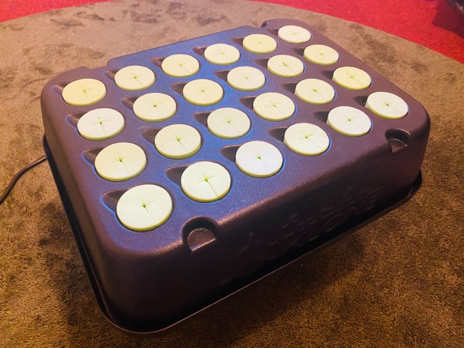 ターボクローン　24株 Turbo Klone（ターボクローン） 24株 : 室内園芸専門店 Home