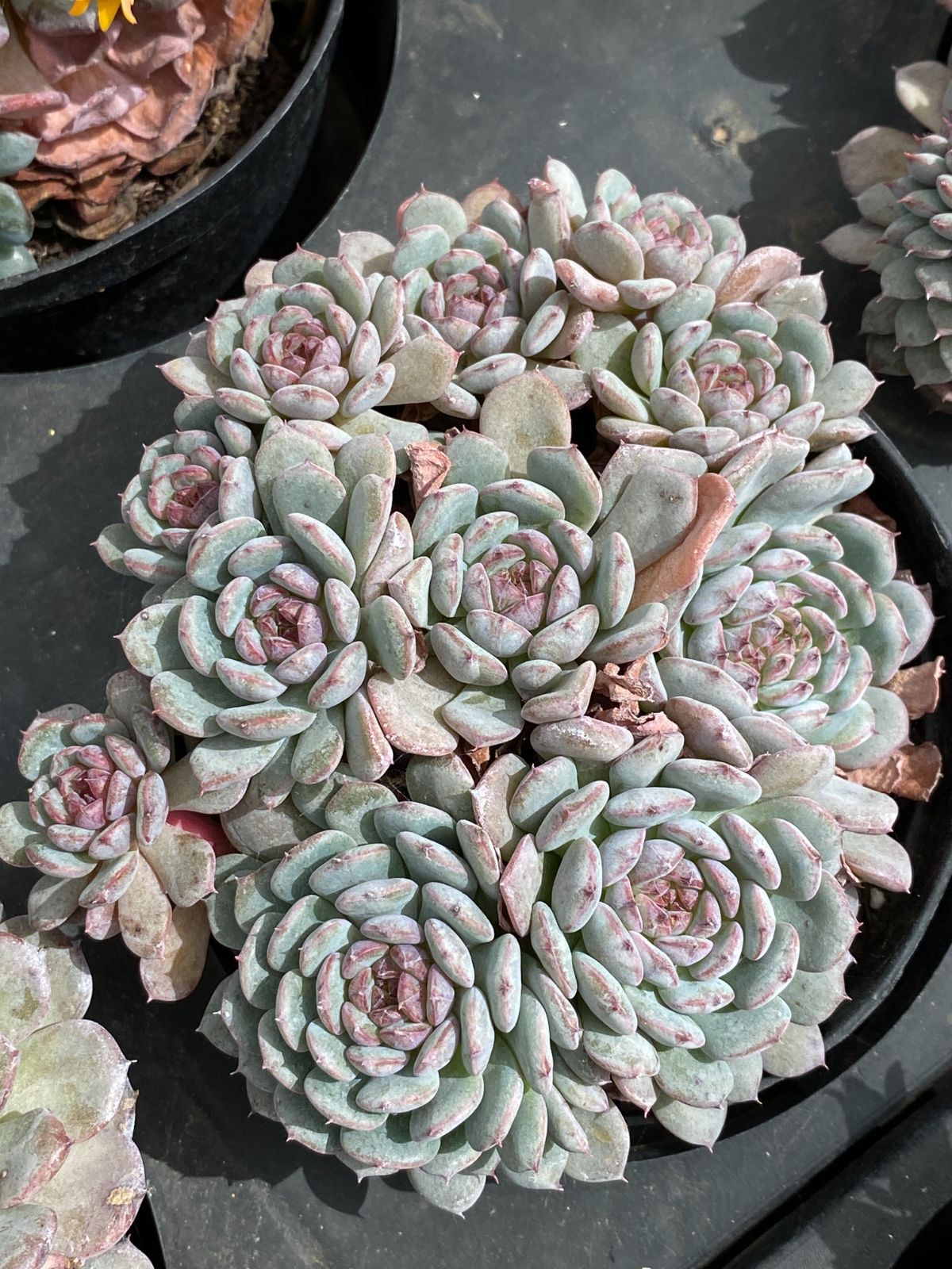 36株の抜き苗セット ホーニー多頭 多肉植物 佐川急便発送 エケベリア 韓国苗 ZM1779