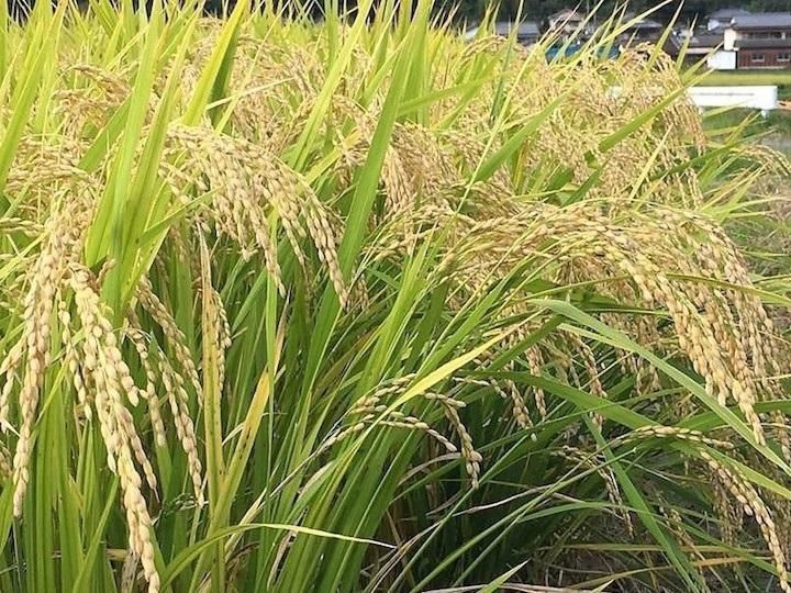 令和6年産】自然栽培「伊勢ヒカリ」精米 20kg （令和6年産