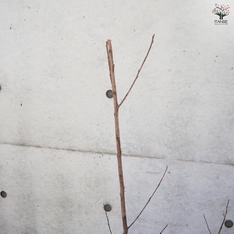 ラベンダーレース 6号