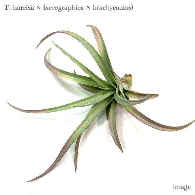 チランジア 交配種(ハリシー × (キセログラフィカ