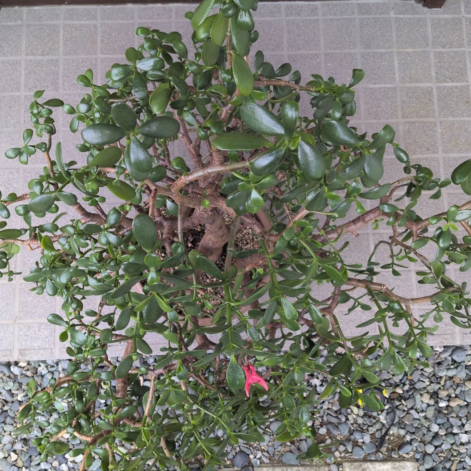 本日迄メルカリセール。15年以上大切に育てた金のなる木 15年以上育てた、流通してない大きさの金のなる木 - メルカリ