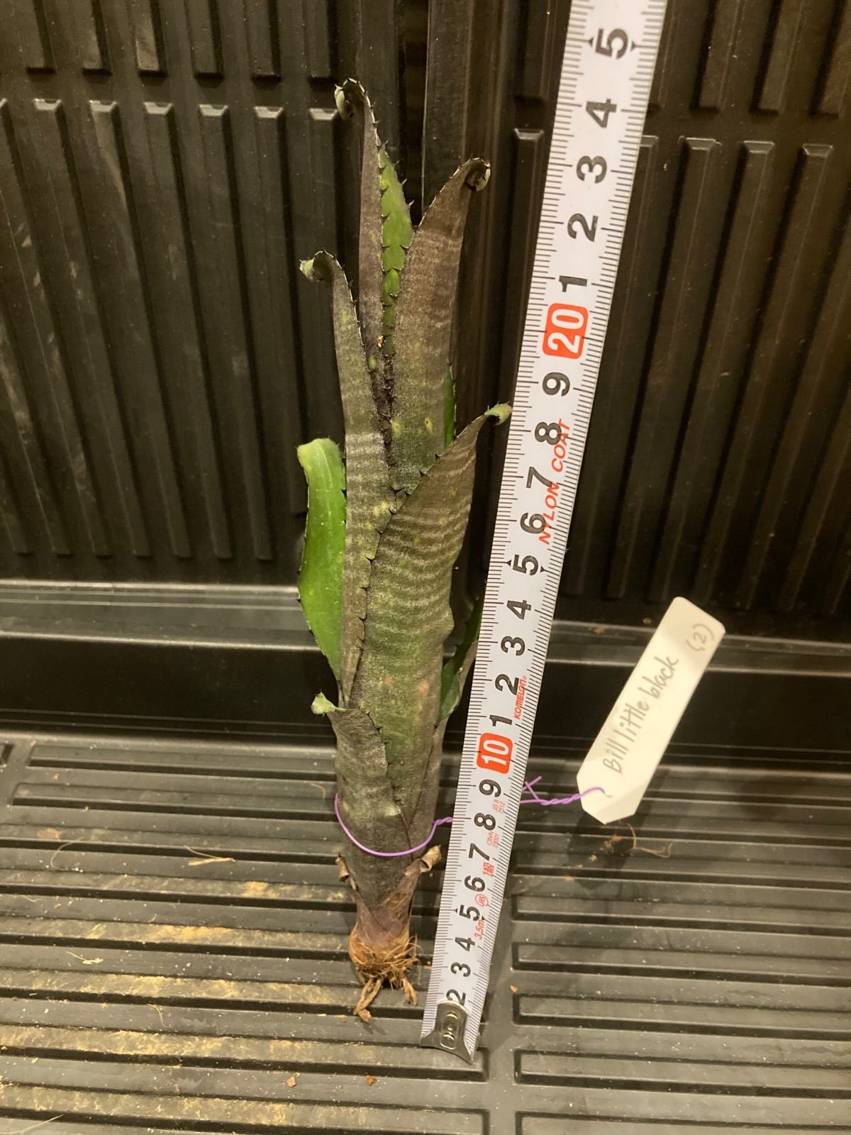 福袋 バースデイ Little Billbergia ビルベルギア Black メルカリ - ブロメリア・エアープランツ