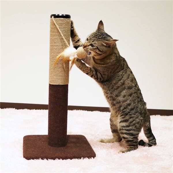 まとめ モダンルーム 爪みがきポール ペット用品 ×6セット STEELWINDOWSANDDOORS_COM