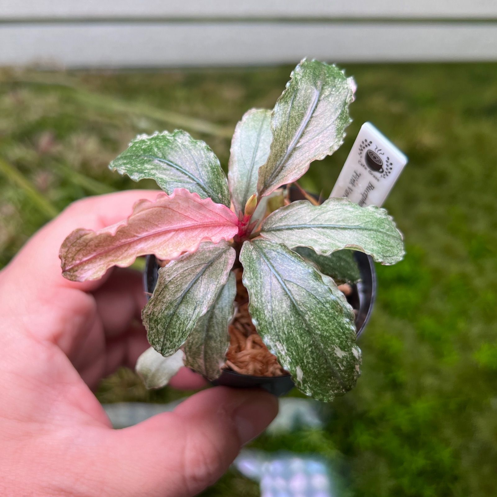 Bucephalandra sp. Varigata 小枝がたくさんある茂み Bucephalandra sp. Varigata 小枝がたくさんある茂み