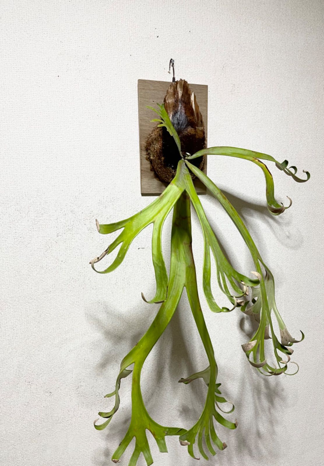メルカリ14. 希少特大株▽P.willinckii Wild finger dancer