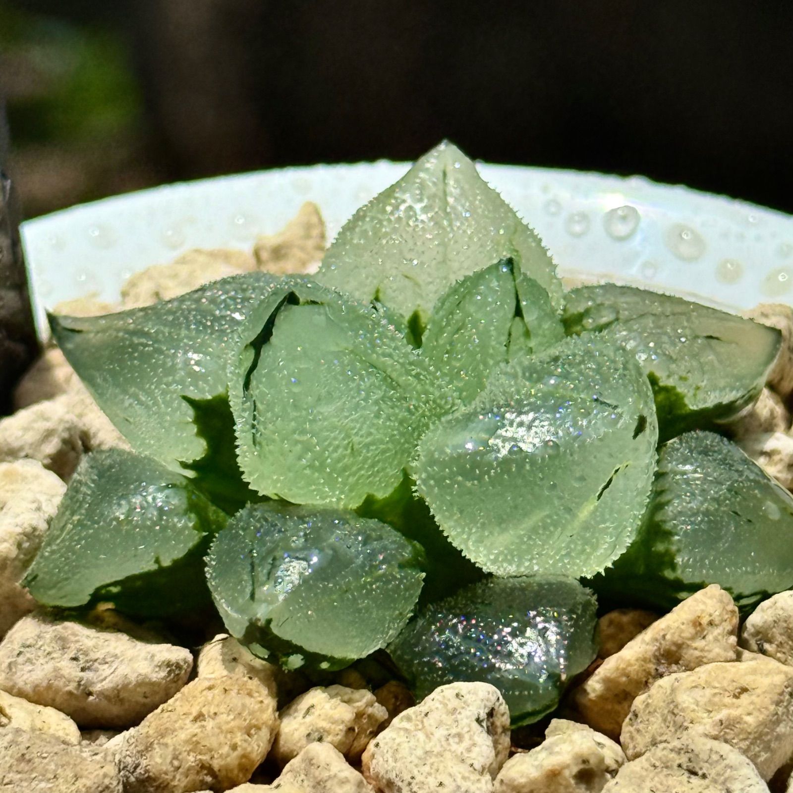 31d ハオルチア　多肉植物　ピグマエアミュータント実生錦　自家繁殖 31d ハオルチア 多肉植物 ピグマエアミュータント実生錦 自家繁殖