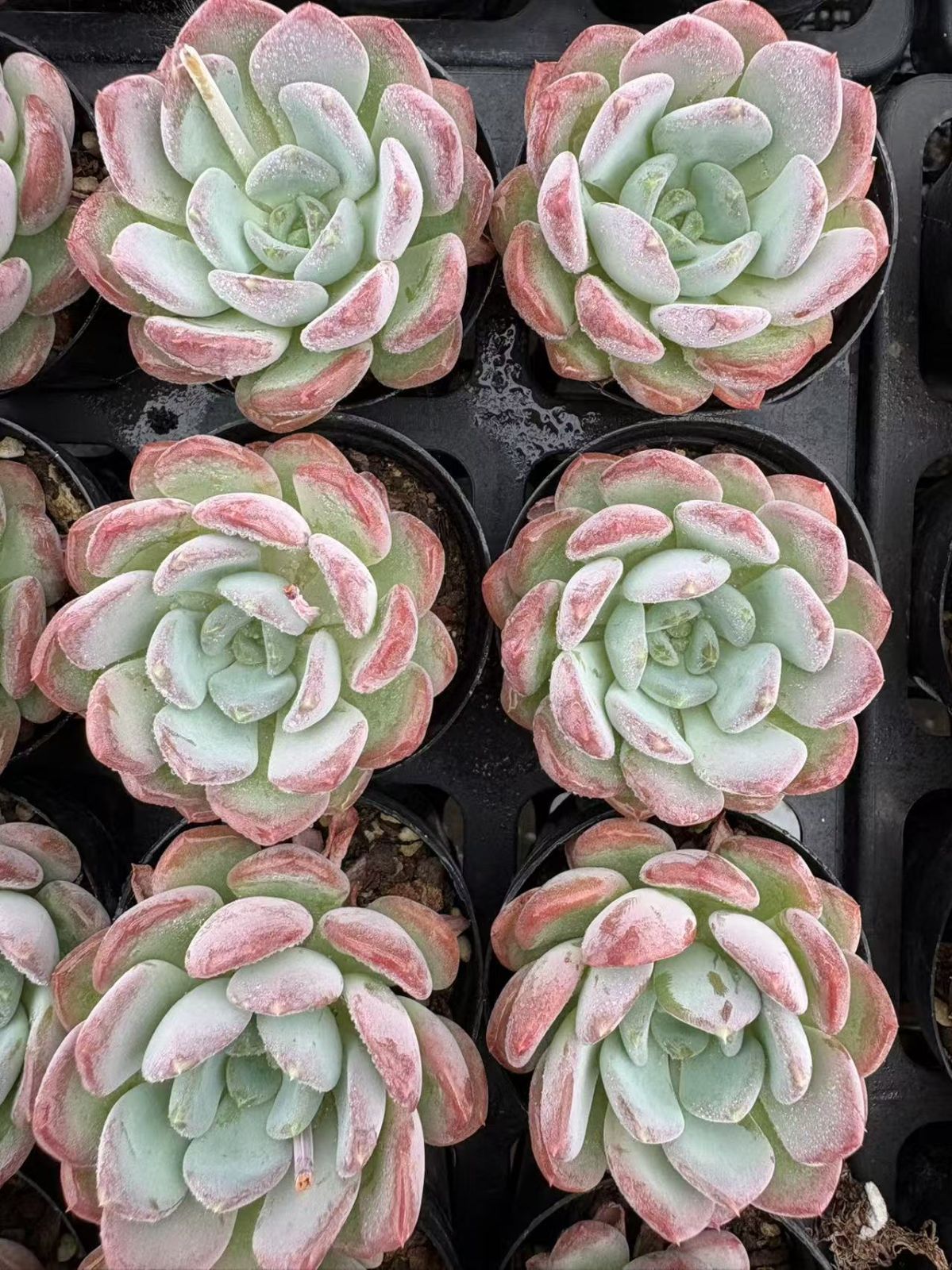 50株の抜き苗セット】ピンクジェニー 多肉植物 佐川急便発送