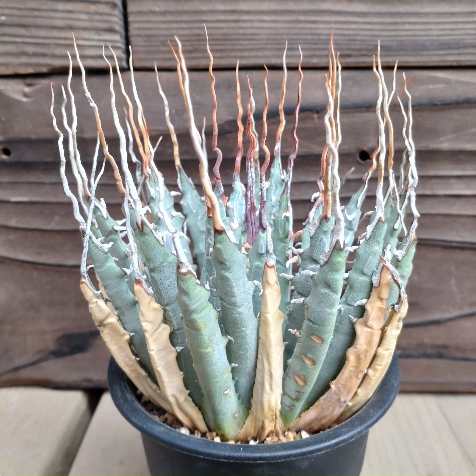 最安値お得A-5 激レア　陽炎　アガベ ユタエンシス エボリスピナ Agave utahensis eborispina 　現地株 アガベ