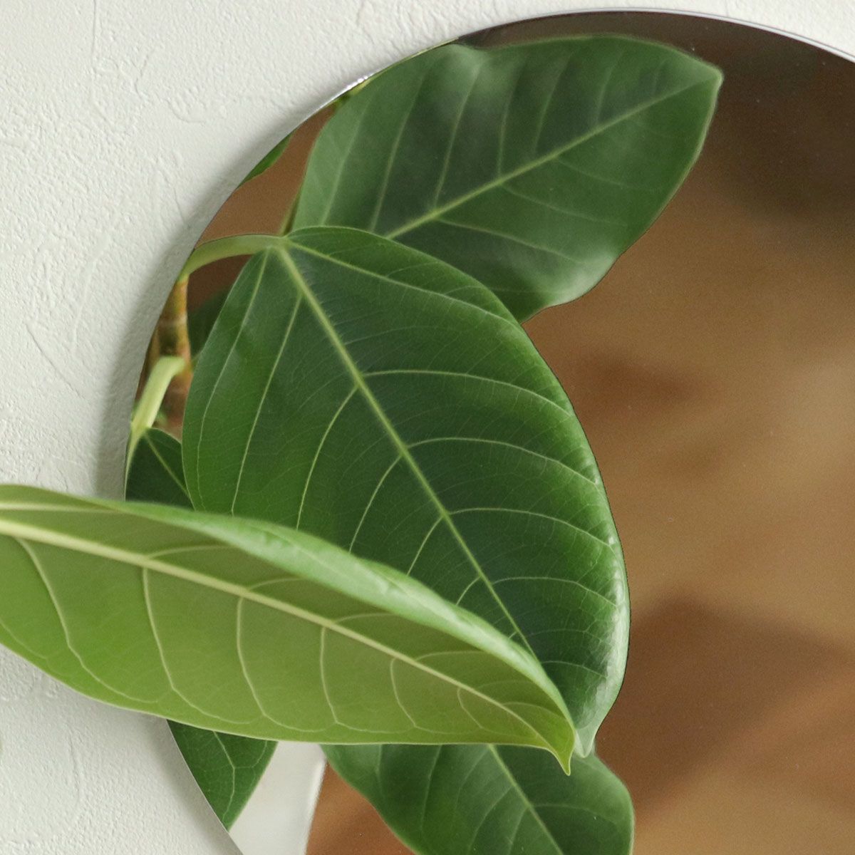 観葉植物 ツゲ キンメツゲ ハートトピアリー仕立て 8号鉢 ◇金目ツゲ