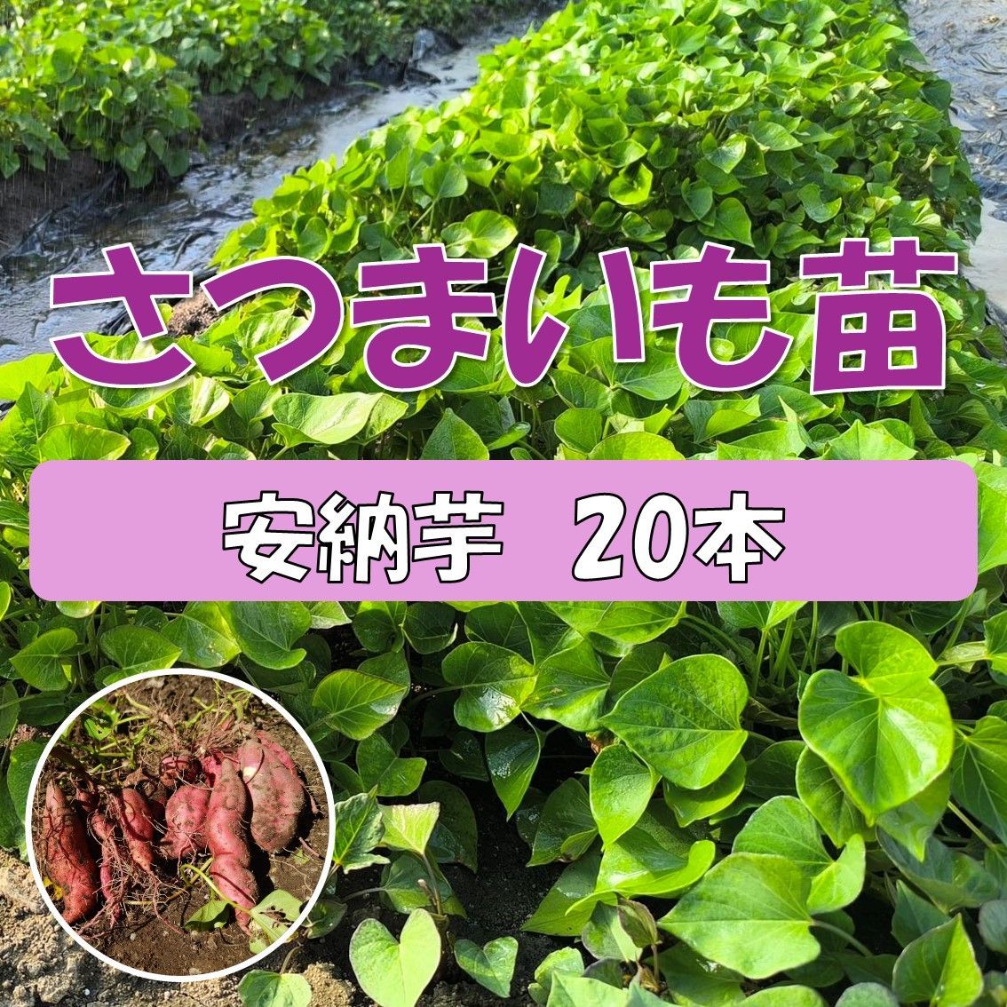 楽天市場】2025年発送】【予約販売 送料無料】サツマイモ苗 安納