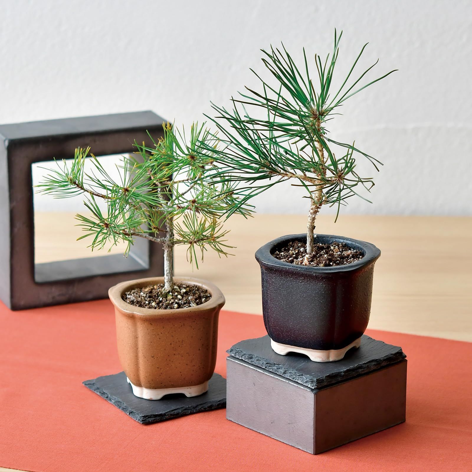 BONSAI The 鉢約9cm (自由研究) 栽培セット 盆栽 赤松 GD-99202