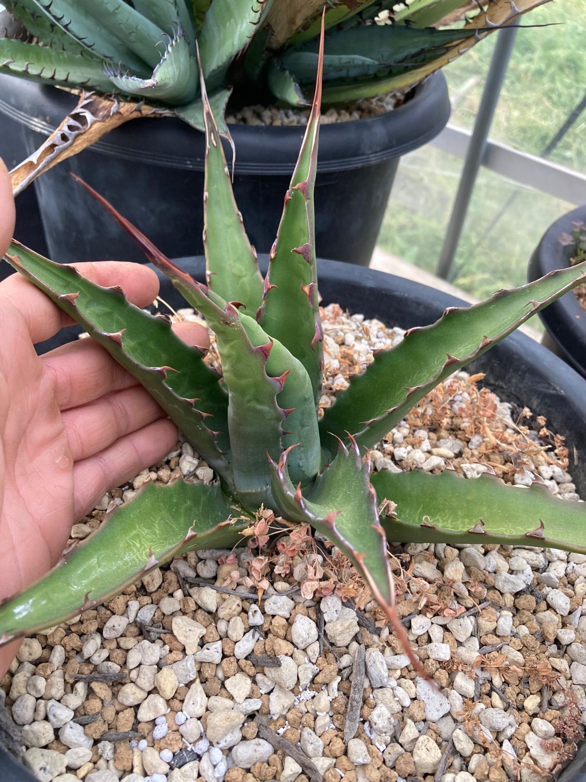 2月入荷 アガベ ジェントリー ジョーズ Jaws 種子 25粒2908 2月入荷 アガベ ジェントリー ジョーズ Jaws 種子 25粒2908