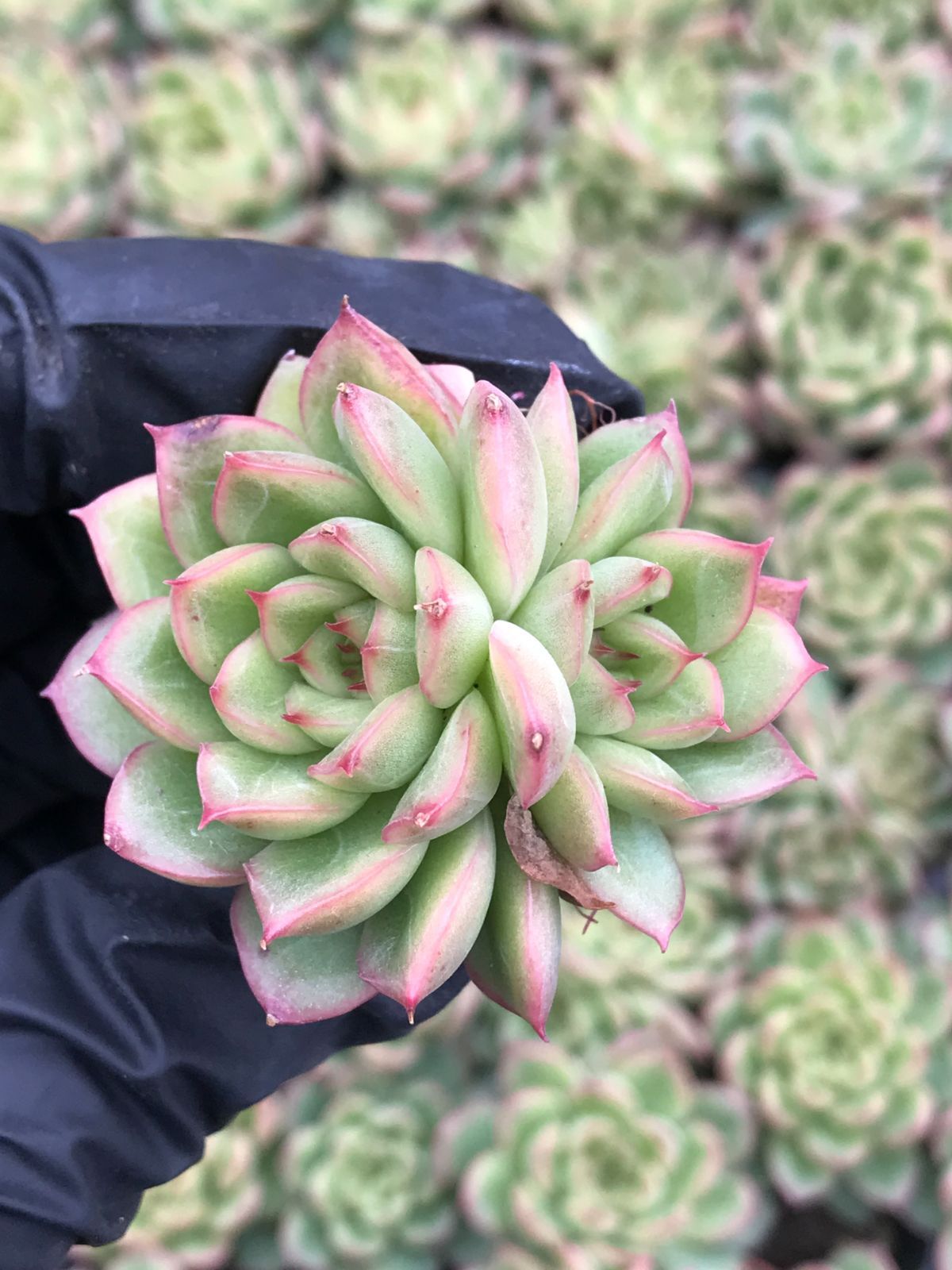 72#多肉植物アエオニウム錦❤️ 火神祝融セッカ ❤️24cm拔き苗 【公式