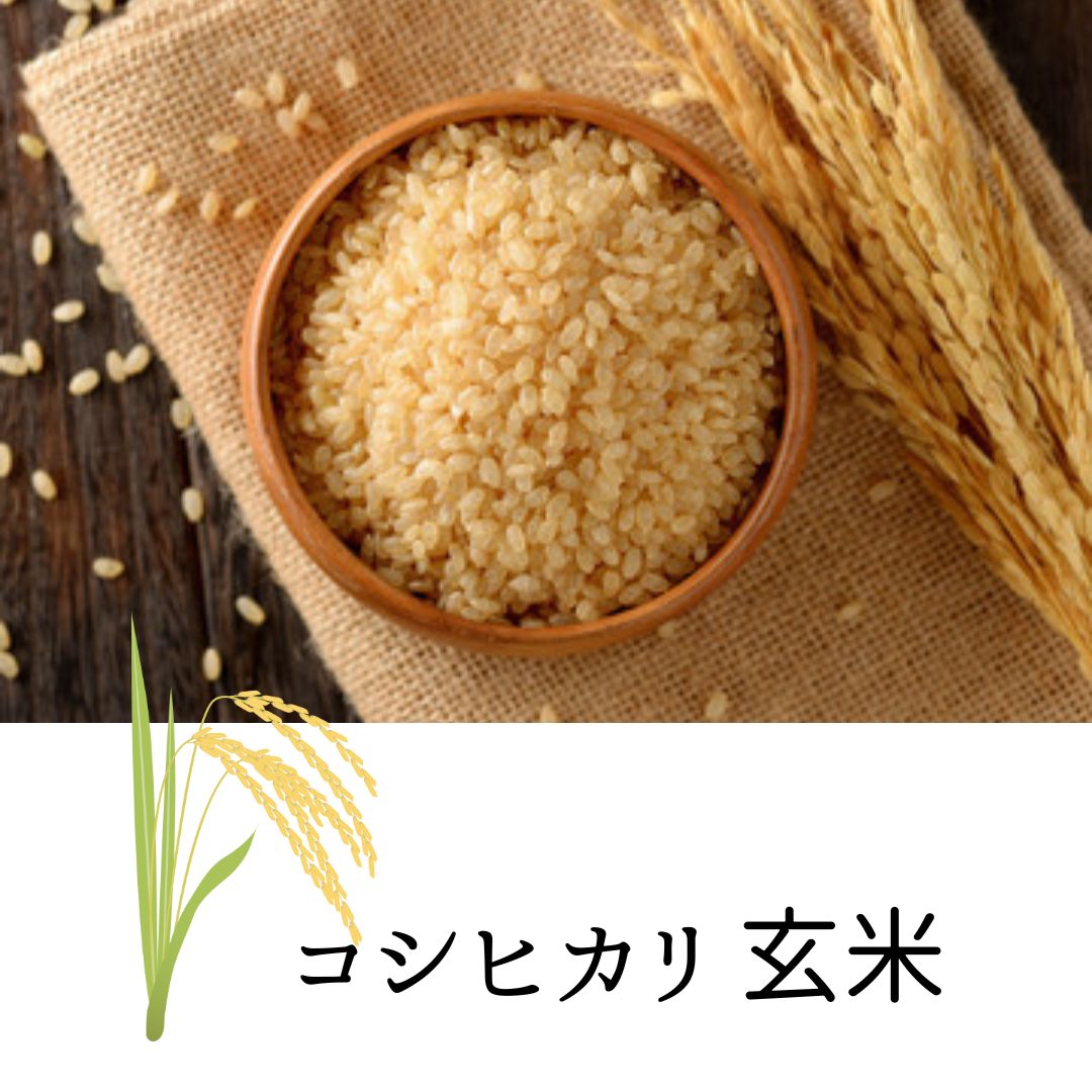 新潟岩船産コシヒカリ玄米 10kg