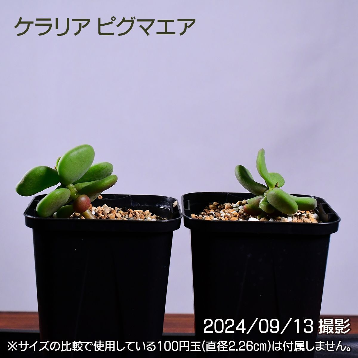 ケラリア ピグマエア 実生2年多頭将来有望株 - 植物/観葉植物