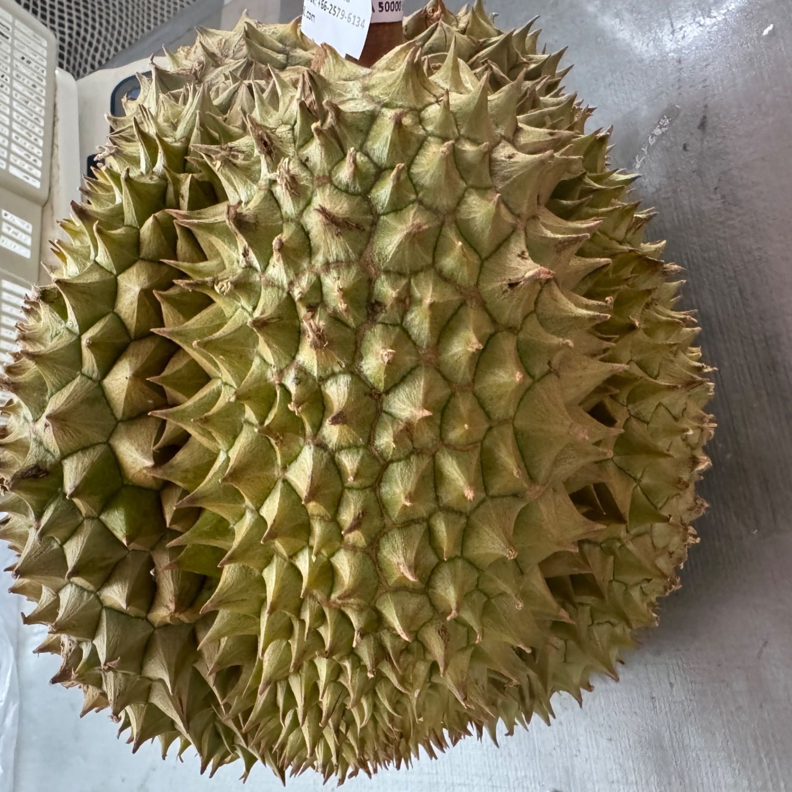 『数量限定特売』　5-6kg （2-3玉）ベトナム産新鮮ドリアン 榴莲 Amazon.co.jp: ベトナム産 ドリアン 生鮮 フレッシュ フルーツ 榴蓮