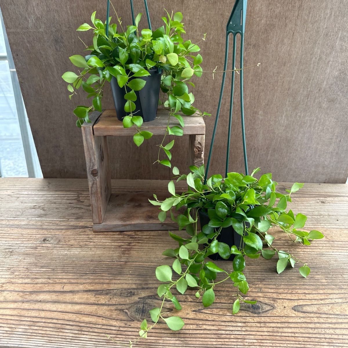 レア 珍種 ホヤ Hoya Icensis splash サクララン 極めて希少種レア