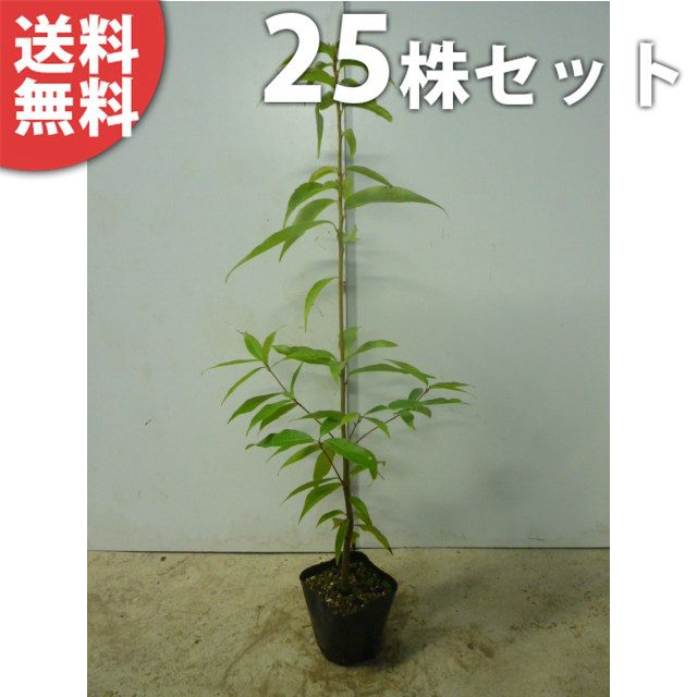 苗|苗木 25本セット シラカシ 樹高0.8m前後 10.5cmポット 白樫 白橿 しらかし ポット入り生垣用 苗木 苗 植木 庭木 生け垣 kb 25本 25