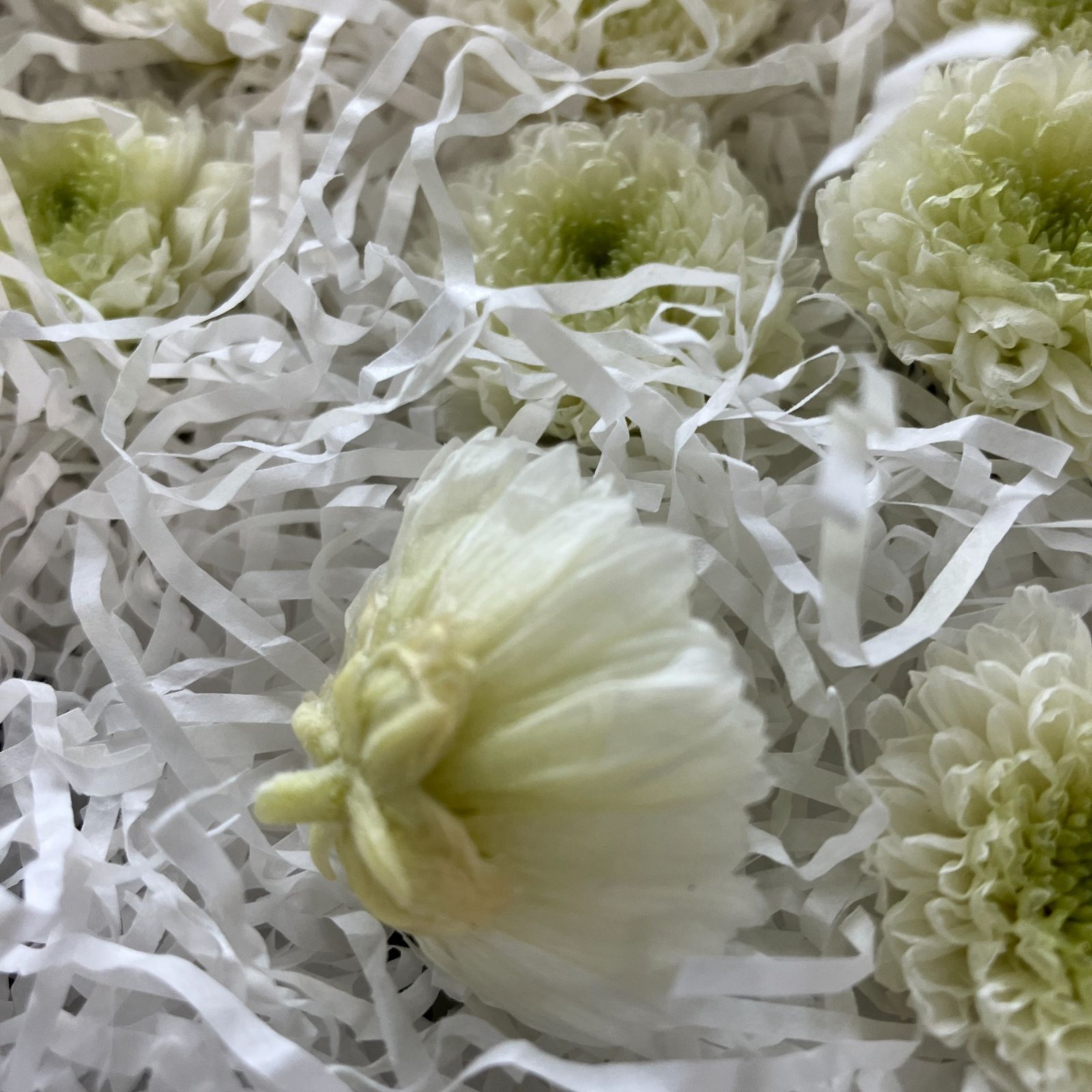 小菊 シャーベットピンク 1箱12輪入り 大地農園 小菊 スウィートライラック 小菊 シャーベットピンク 1箱12輪入り 大地農園 小菊 スウィートライラック