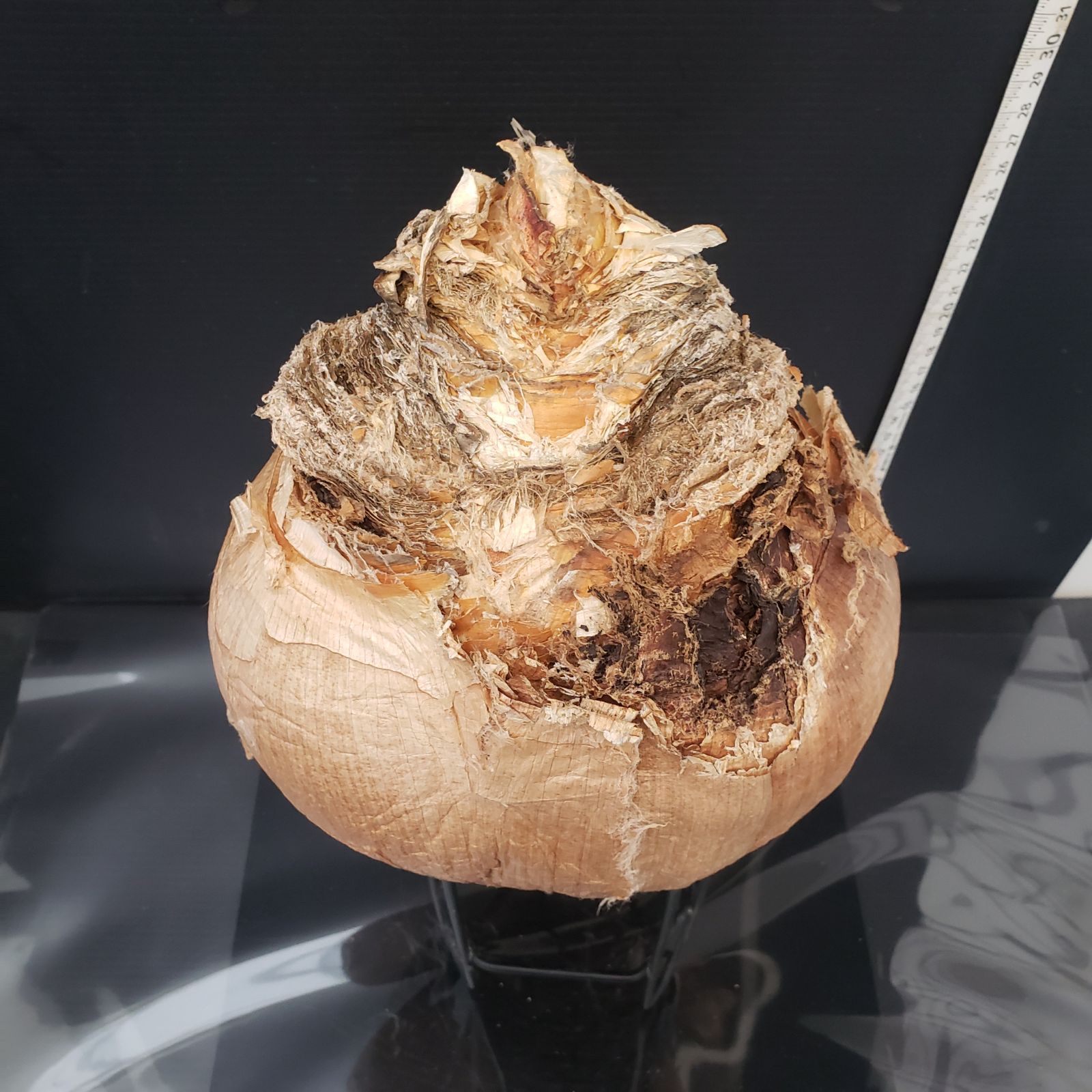 ハエマンソイデス