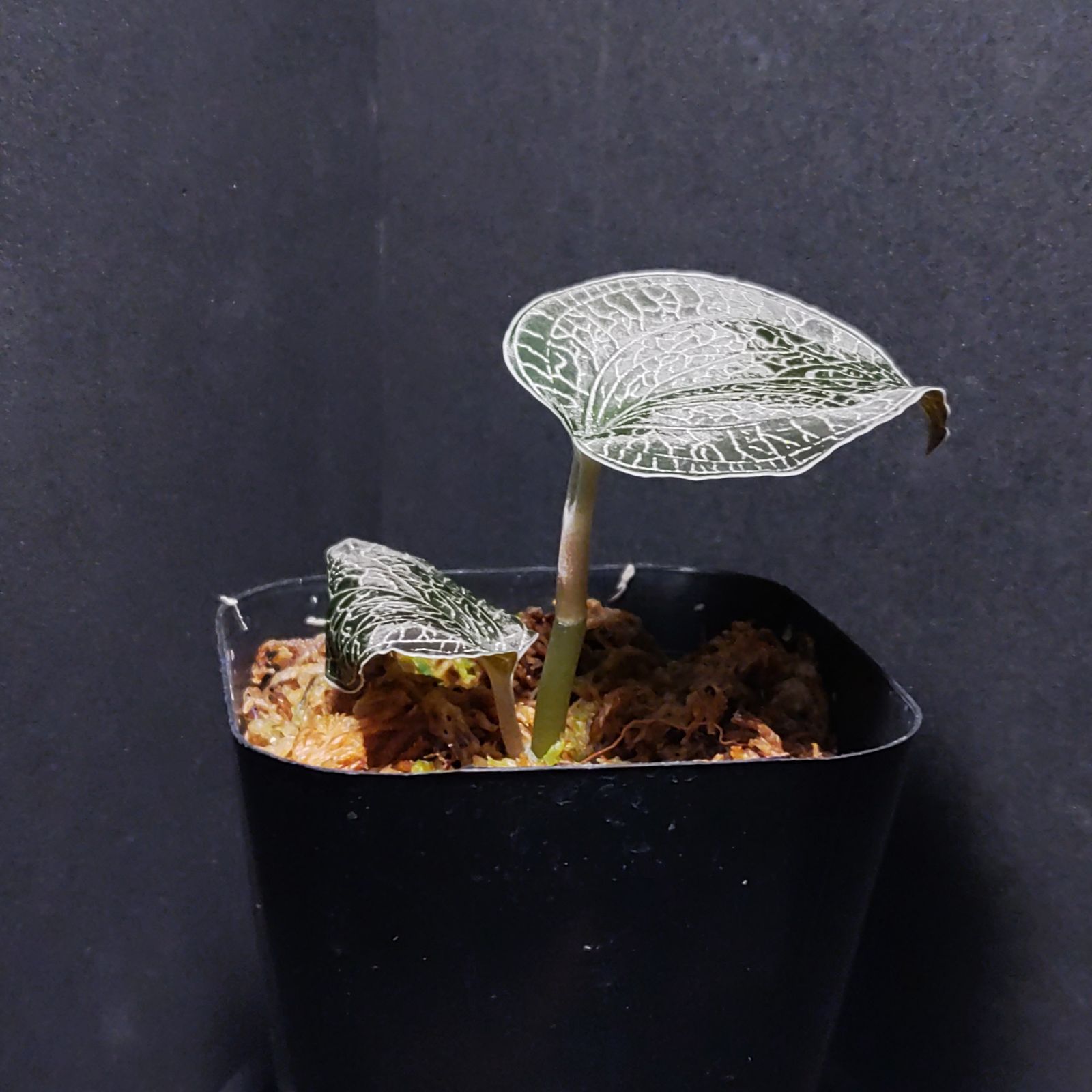 その他観葉植物 Anoectochilus sikkimensis King & Pantl. Anoectochilus sikkimensis King & Pantl - メルカリ