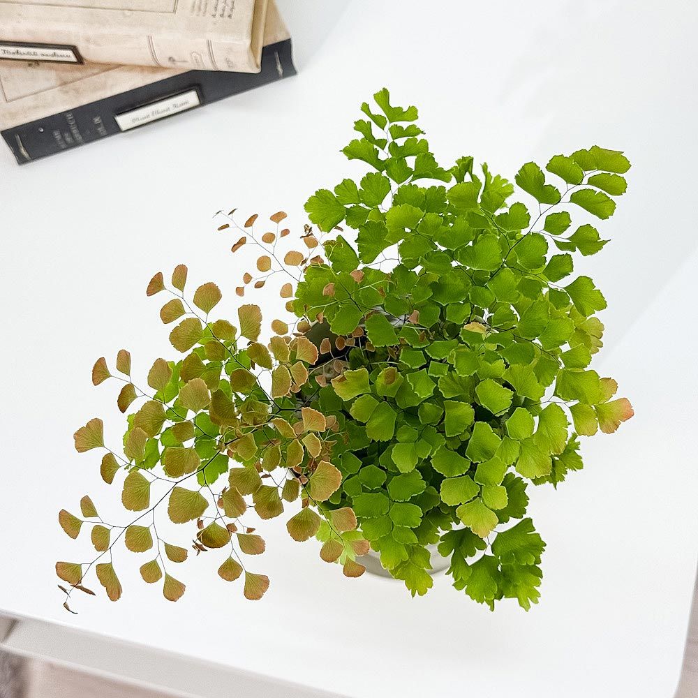 その他観葉植物 hapiAnthurium subsignatum その他観葉植物 hapiAnthurium subsignatum Anthurium