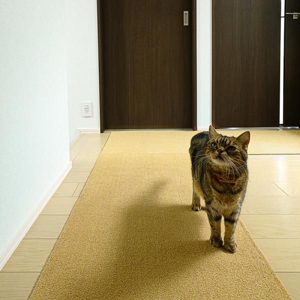 廊下敷きカーペット 廊下用 ロングカーペット 幅60cm 長さ300cm 3m 廊下マット 猫 犬 置くだけ 洗える 床暖房対応 無地 合わせやすい シンプル おしゃれ 北欧 lic-kku-128 MARWIL-DEMENAGEMENTS_CH