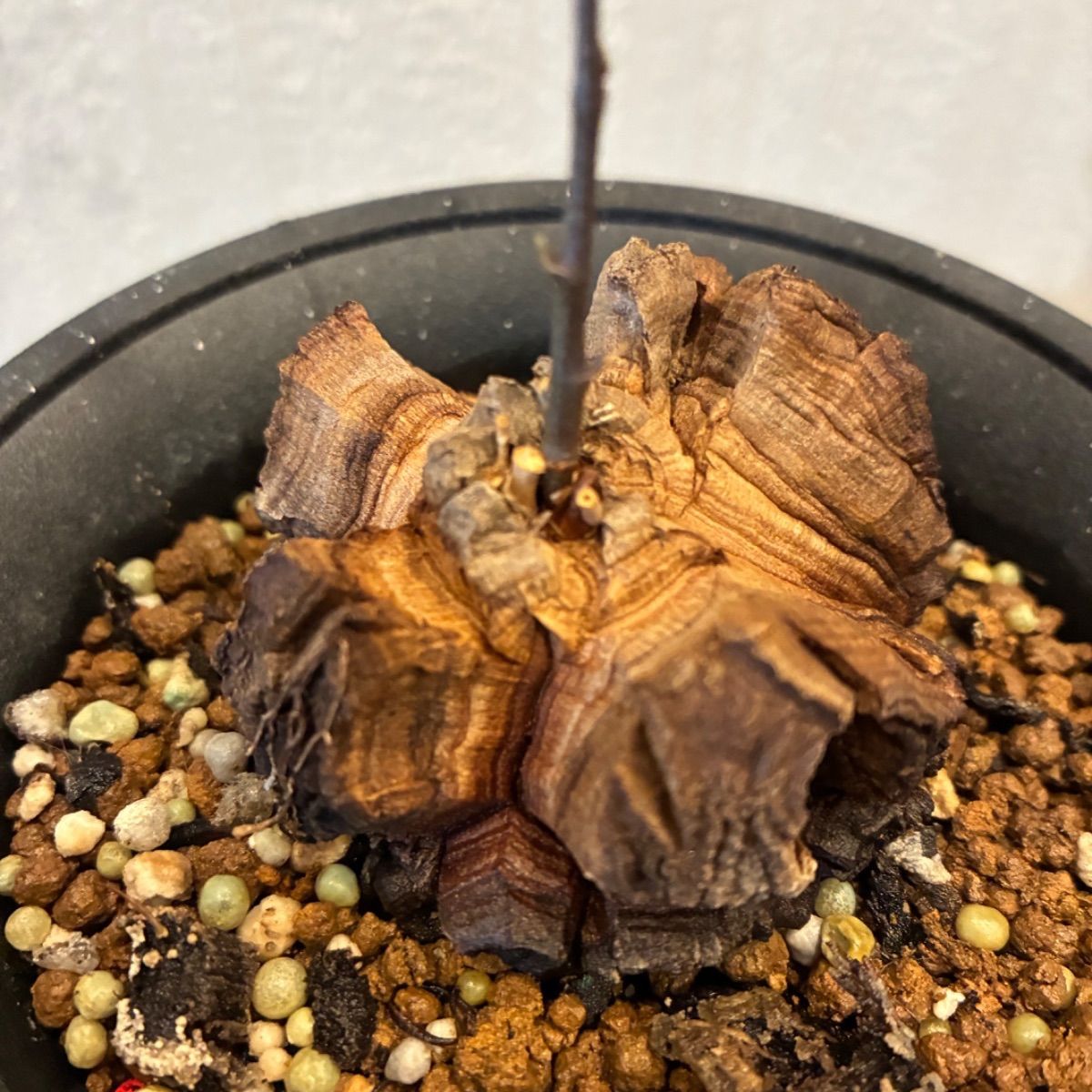 亀甲竜、(上品なブランド的ナ)形バランス良くシャープなパキパキ❤️ 購入してから1年半。亀甲竜の成長の様子がすごい件について