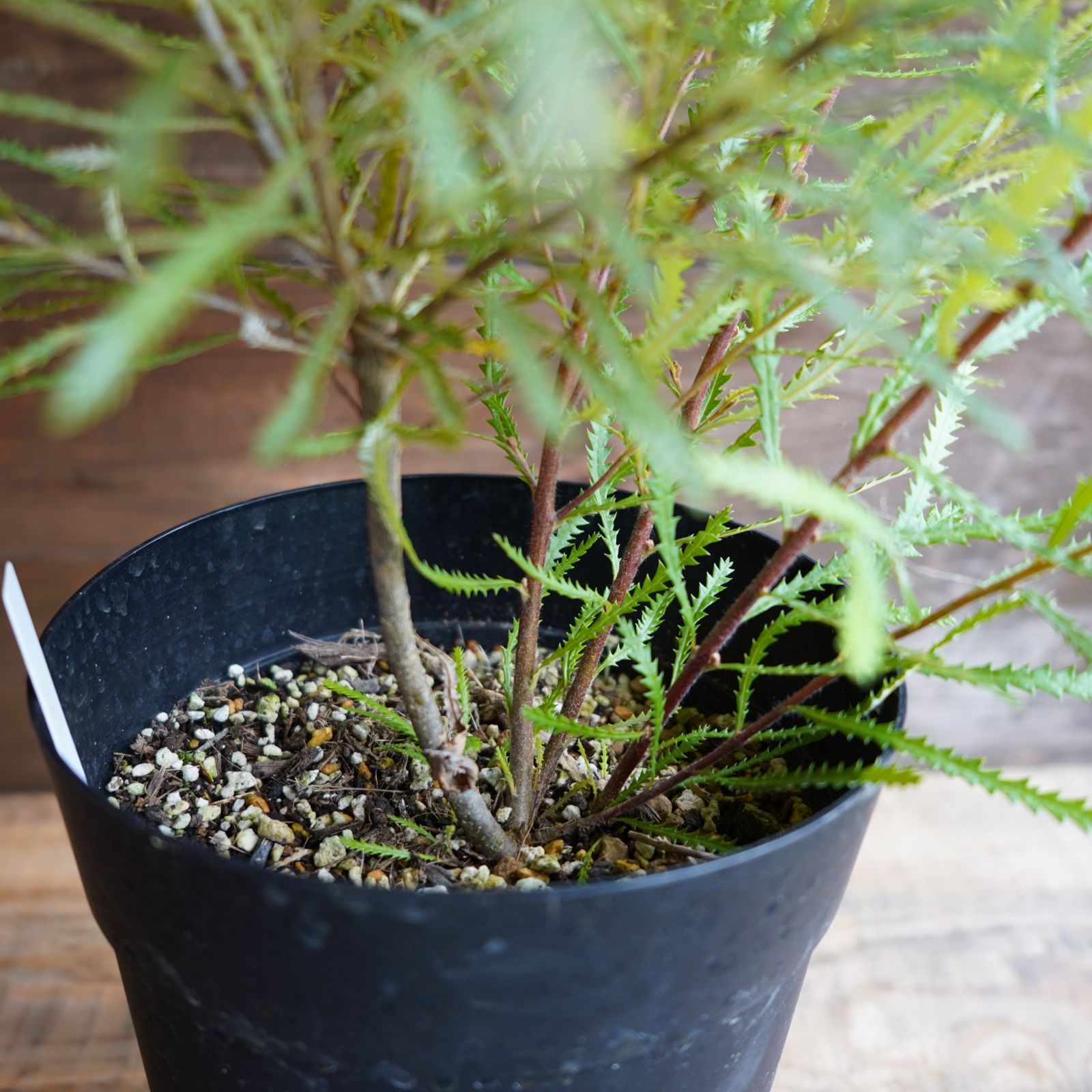 ヘアピンバンクシア 6号鉢 スピヌローサ オージープランツ