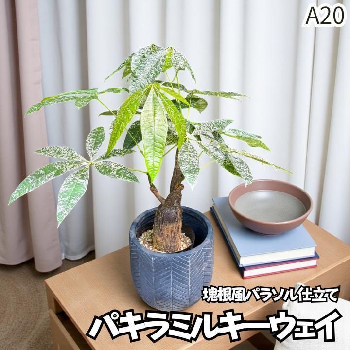 パキラ ミルキーウェイ｜塊根風 複数接木A２０｜無機質用土