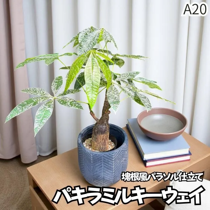 パキラ ミルキーウェイ × ムーンライト｜塊根風パラソル樹形A１０｜無機質用土 パキラ ミルキーウェイ × ムーンライト｜塊根風パラソル樹形