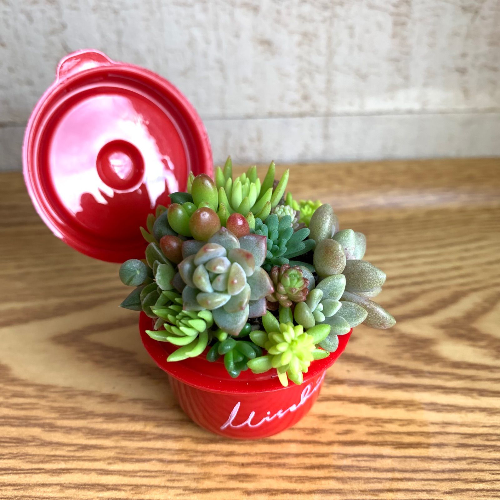 多肉植物 このまま飾れるmini寄せ レッド:プロリフェラ - メルカリ 多肉植物 このまま飾れるmini寄せ レッド:プロリフェラ - メルカリ
