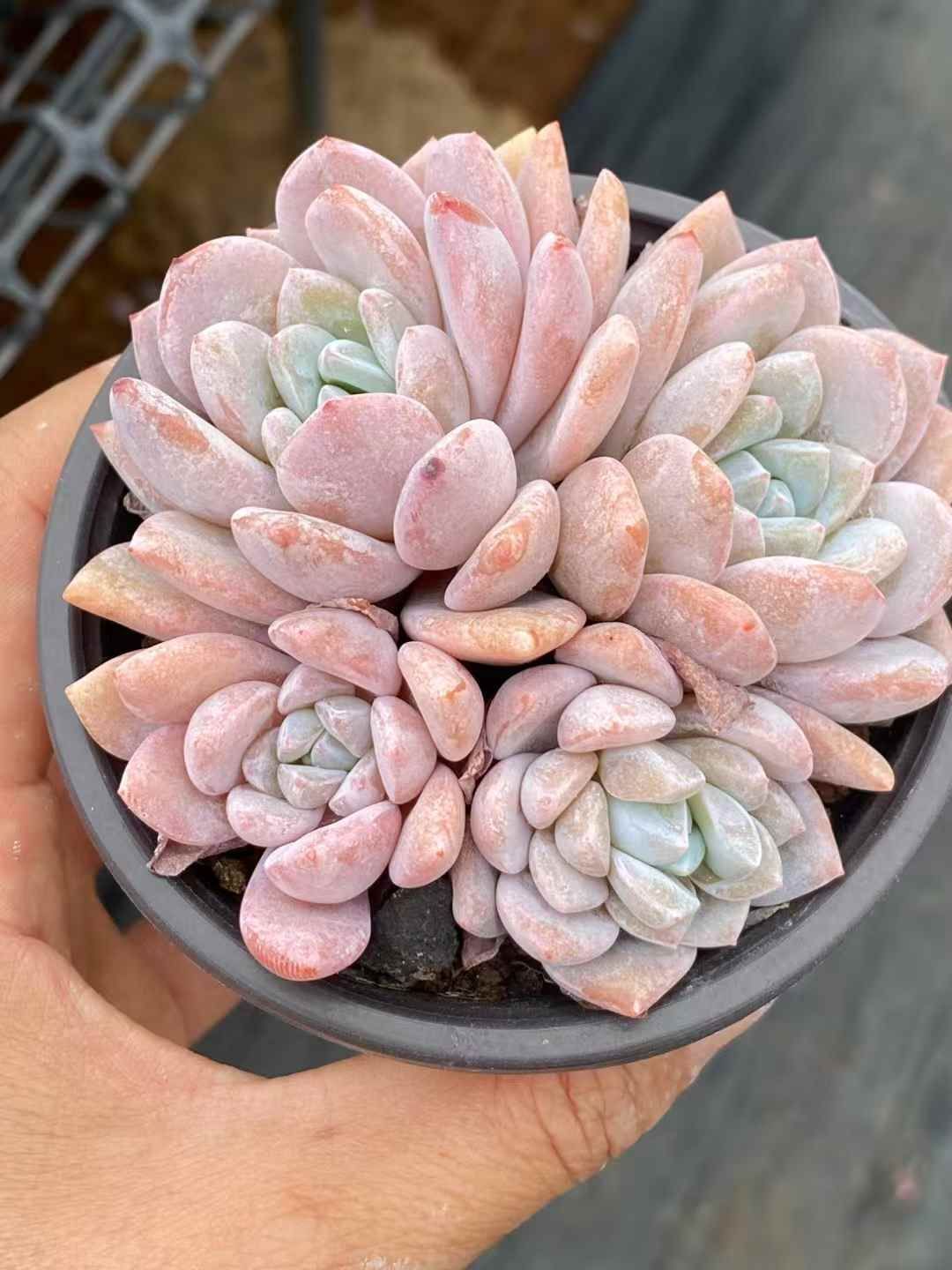 QS1032×30 ムノユキ 抜き苗 多肉植物 アエオニウム エケベリア 韓国苗