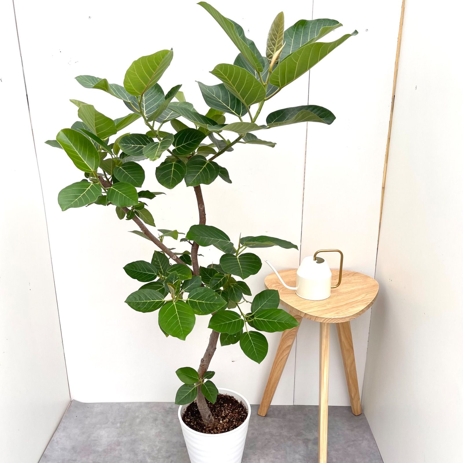 売約済※フィカス グランディス 割引 7【現品】観葉植物 室内 大型 売約