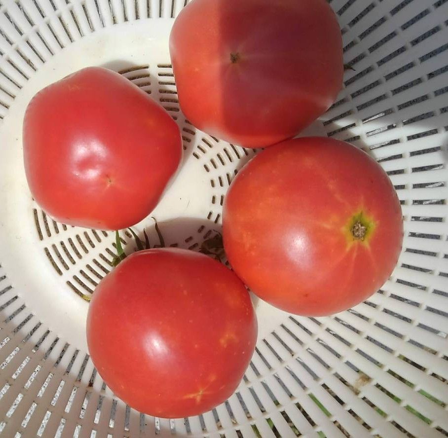 トマト チャコ 中袋〈100粒〉 ミニトマト 自然農法種子 無農薬 有機 交配種 通販
