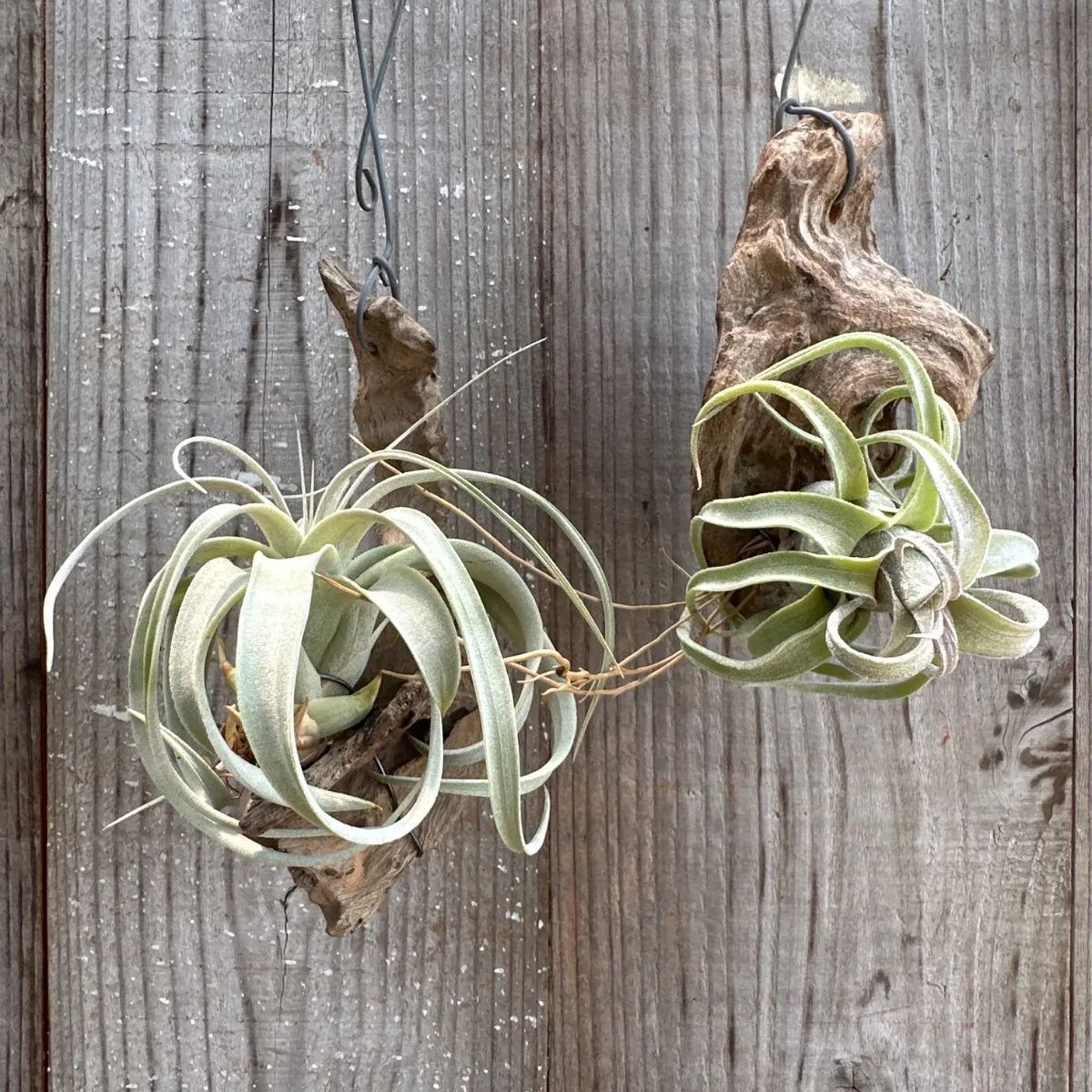 チランジア キセログラフィカ・チランジア ストレプトフィラ 2種セット