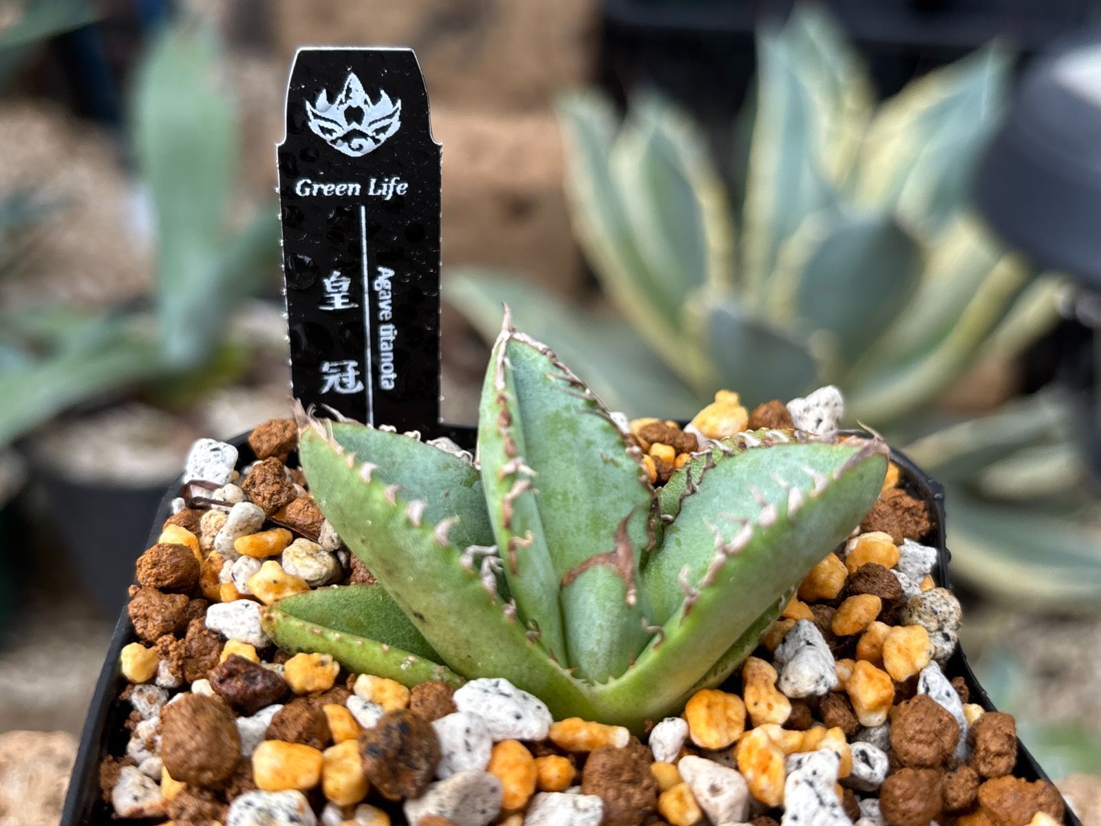 アガベ　チタノタ　皇冠　子株1株付き アガベ agave チタノタ titanota 皇冠 極上強棘 | Lucky S
