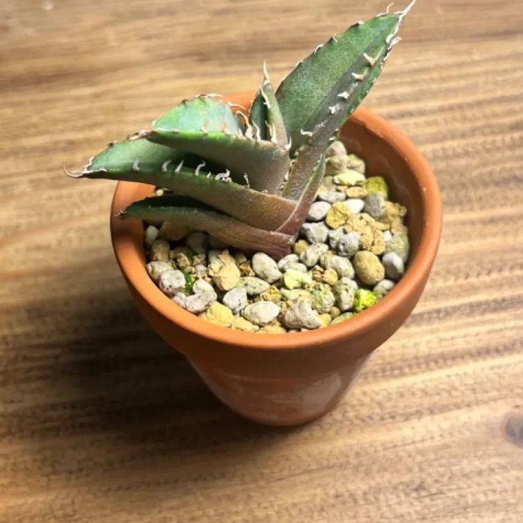 アガベ 多肉植物 チタノタ 厳選台湾狂刺美株 アガベ