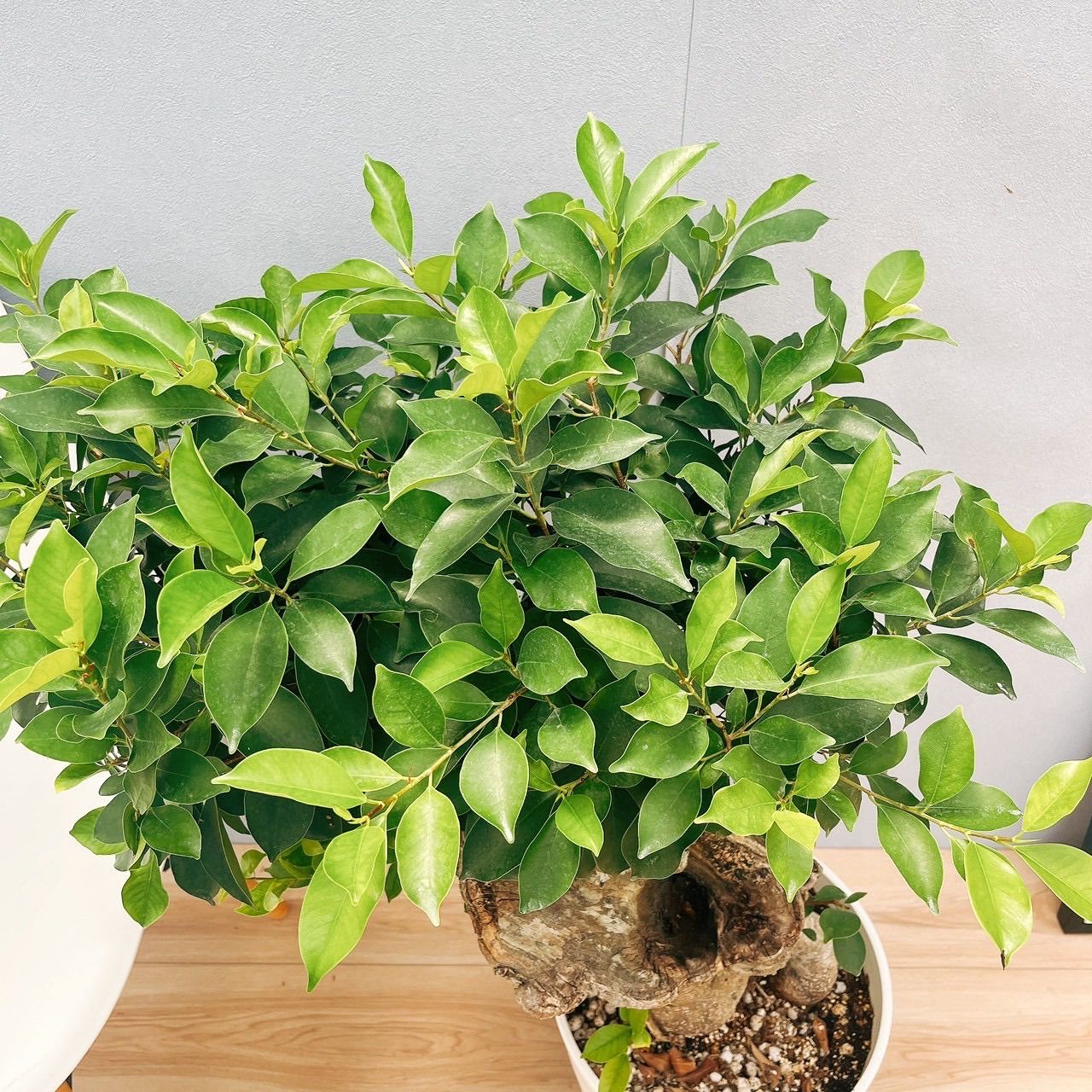 ［現品］【希少】1番　パンダガジュマル　8号　観葉植物　室内　レア　ゴムの木 現品］【希少】1番 パンダガジュマル 8号 観葉植物 室内 レア ゴムの木